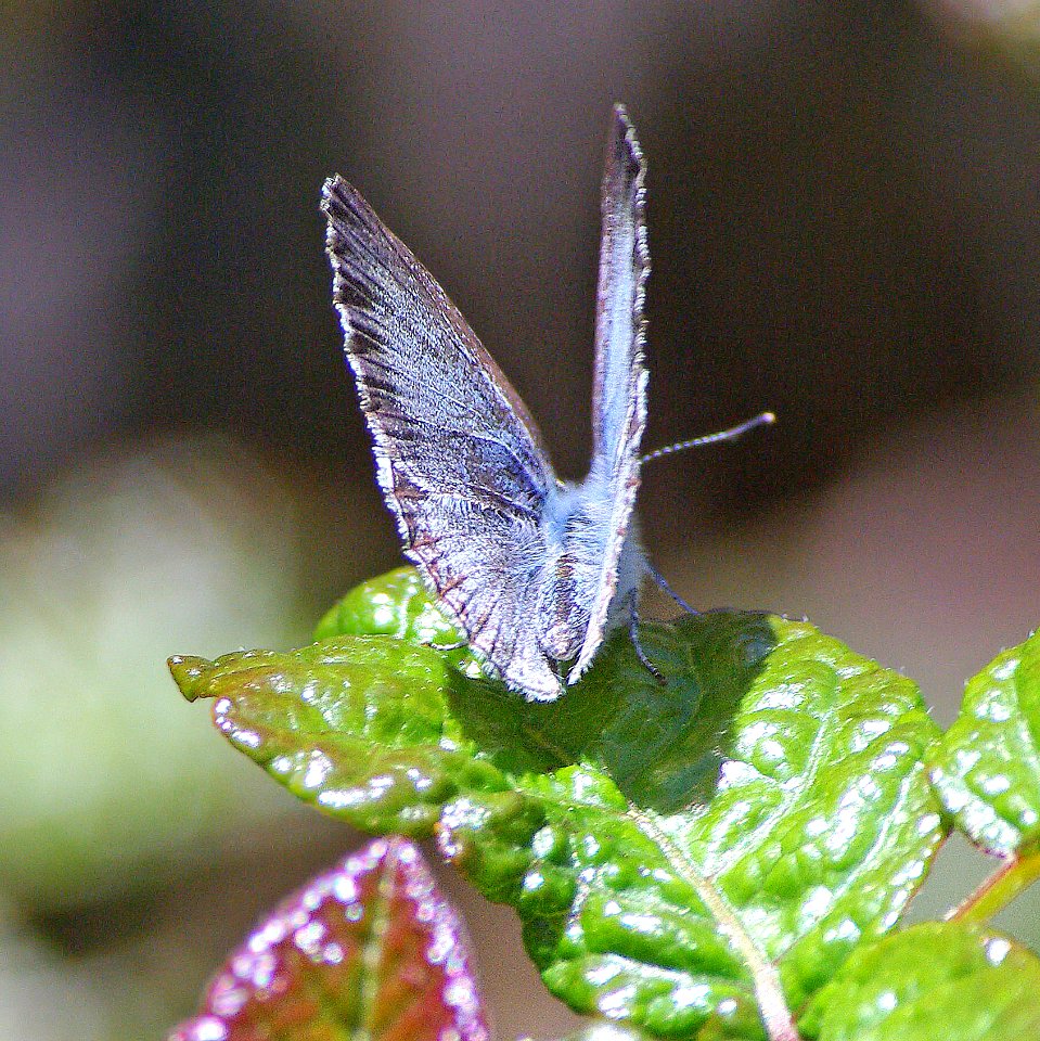AZURE, ECHO (Celastrina echo) (3-26-07) fem, cerro a rd, slo co, ca  (1)