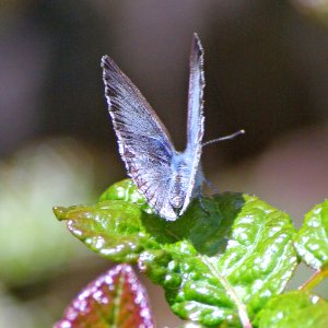 AZURE, ECHO (Celastrina echo) (3-26-07) fem, cerro a rd, slo co, ca  (1)
