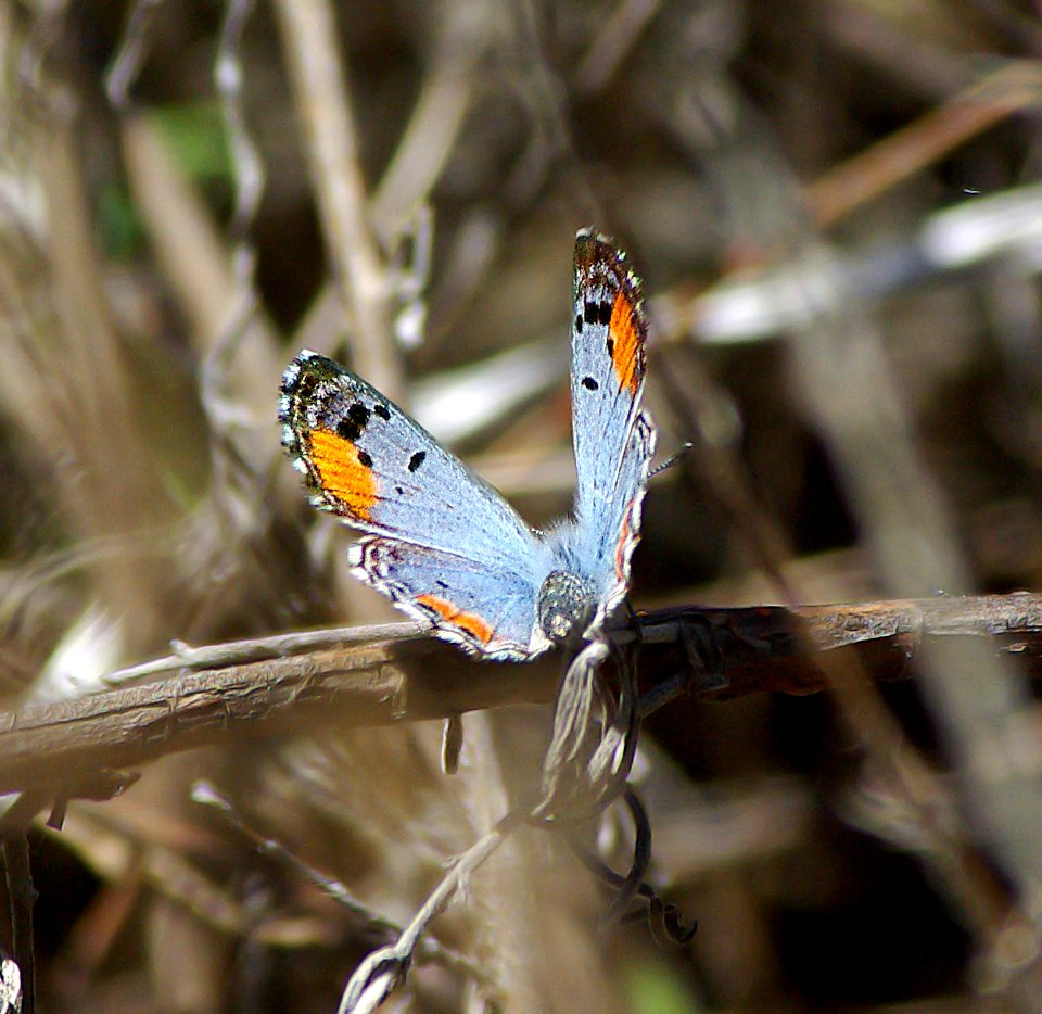 BLUE, SONORAN (philotes sonorensis) (3-26-07) fem, cerro alto, slo co, ca (3)