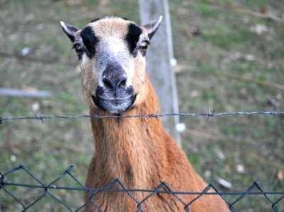 Intensive Goat photo