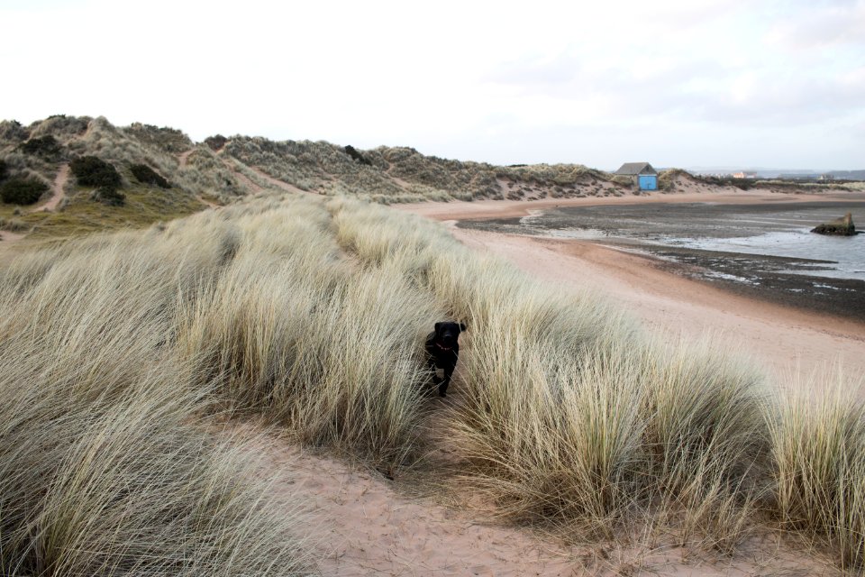 Dog running through Grass at Beach