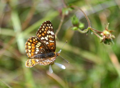 CHECKERSPOT, GABB'S (chlosyne gabbii) (4-5-08) male, canet rd, morro bay, slo co, ca (3)