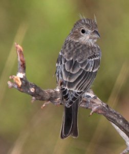 964 - HOUSE FINCH (7-4-11) juv, 78 circulo montana, patagonia lake ranch estates, scc, az