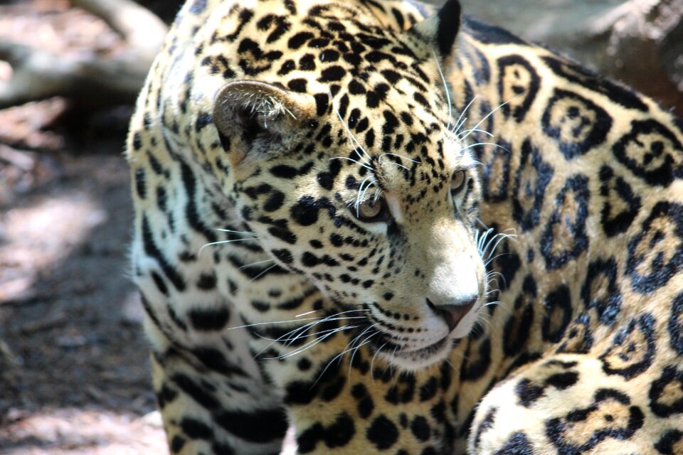 Wild wildlife nature