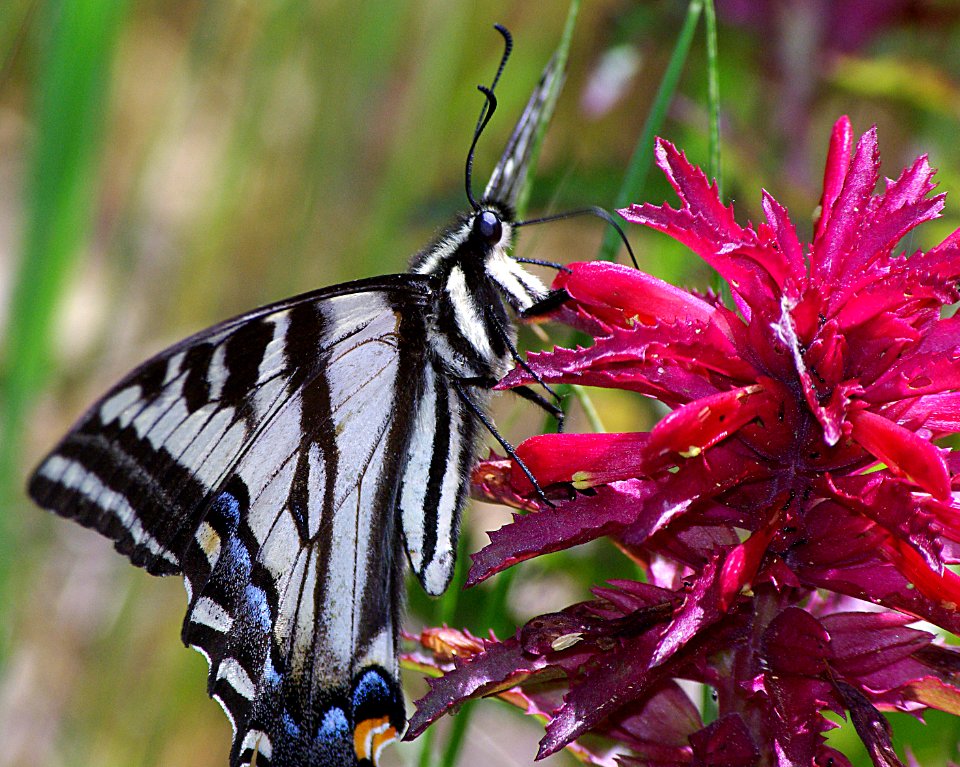SWALLOWTAIL, PALE (Papilio eurymedon) (4-15-07) canet rd, morro bay, slo co, ca (2)