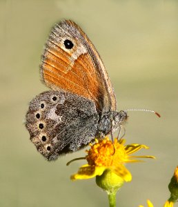 RINGLET, COMMON (Coenonympha tullia) (6-14-13) 8500 ft, alpine divide c g, 4 m south of alpine, apache co, az    (2)