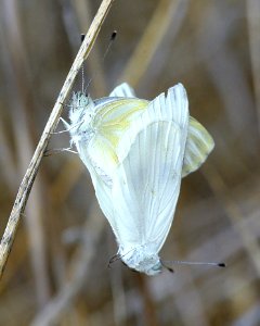 WHITE, CHECKERED (Pontia protodice) (8-29-07) carrizo plain nat monument, slo co, ca (5)