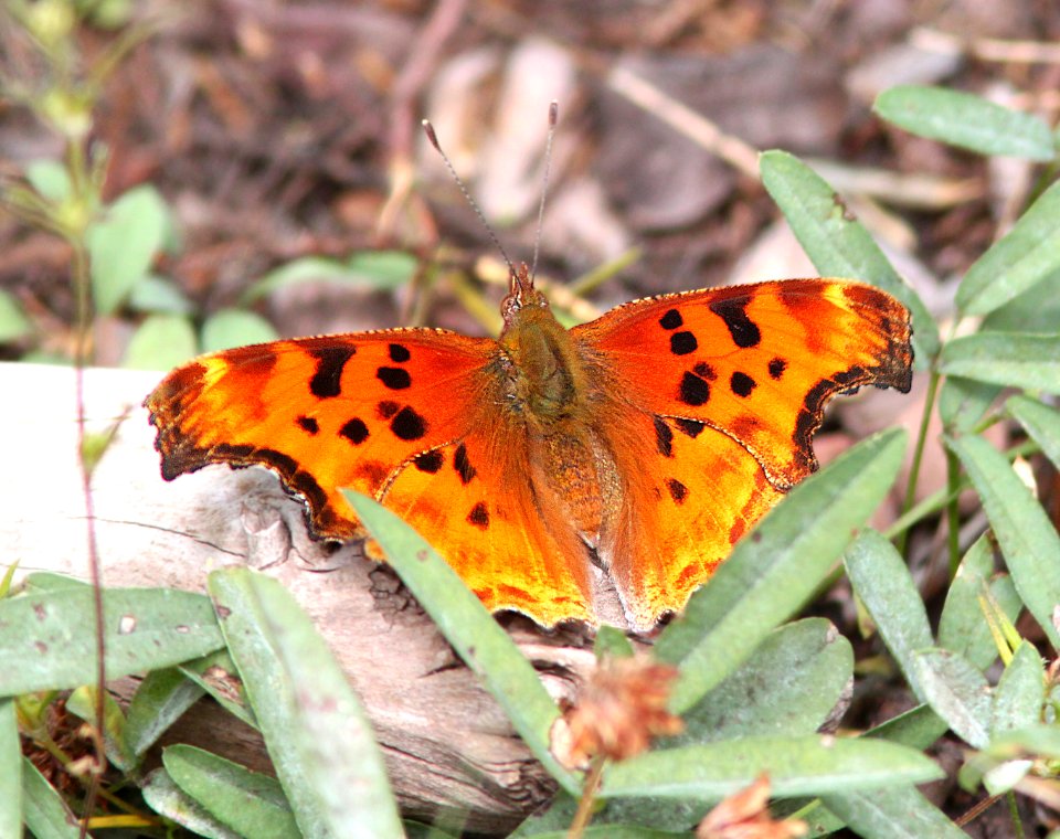 COMMA, SATYR (Polygonia satyrus) (10-3-11) sawmill canyon, huachuca mts, cochise co, az -01