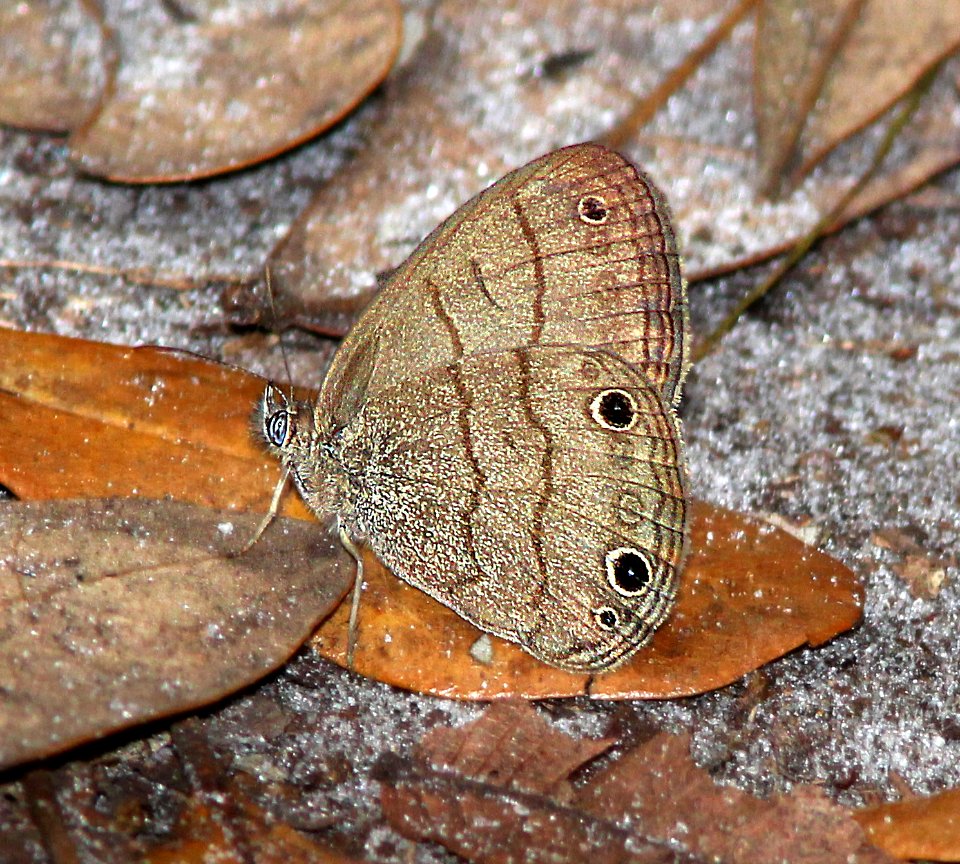 SATYR, CAROLINA (Hermeuptychia sosybius) (2-22-13) highlands hammock state park, okeechobee co, fl