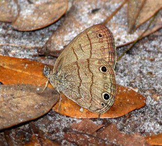 SATYR, CAROLINA (Hermeuptychia sosybius) (2-22-13) highlands hammock state park, okeechobee co, fl