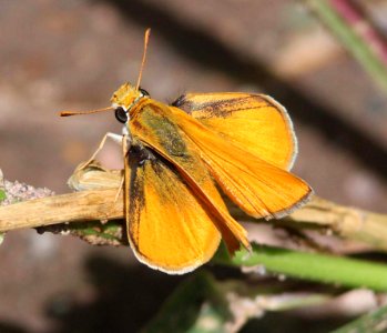 SKIPPERLING, ORANGE (Copaeodes aurantiaca) (8-28-10) blue haven rd, patagonia, scc, az  (1)