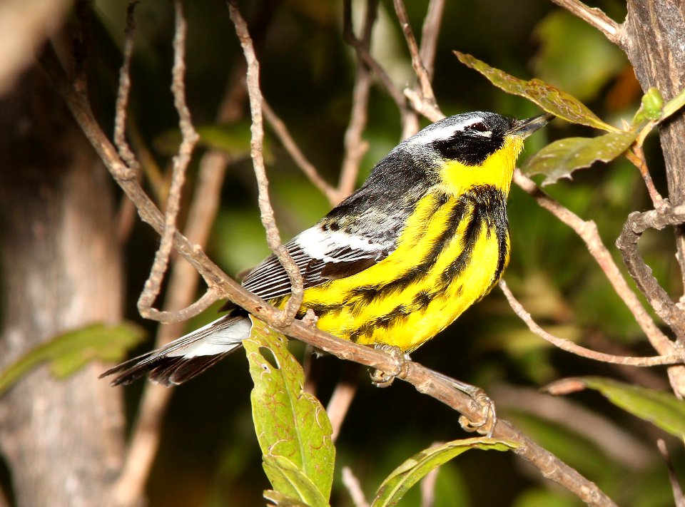 826 - MAGNOLIA WARBLER (5-4-14) dry tortugas, monroe co, fl -01
