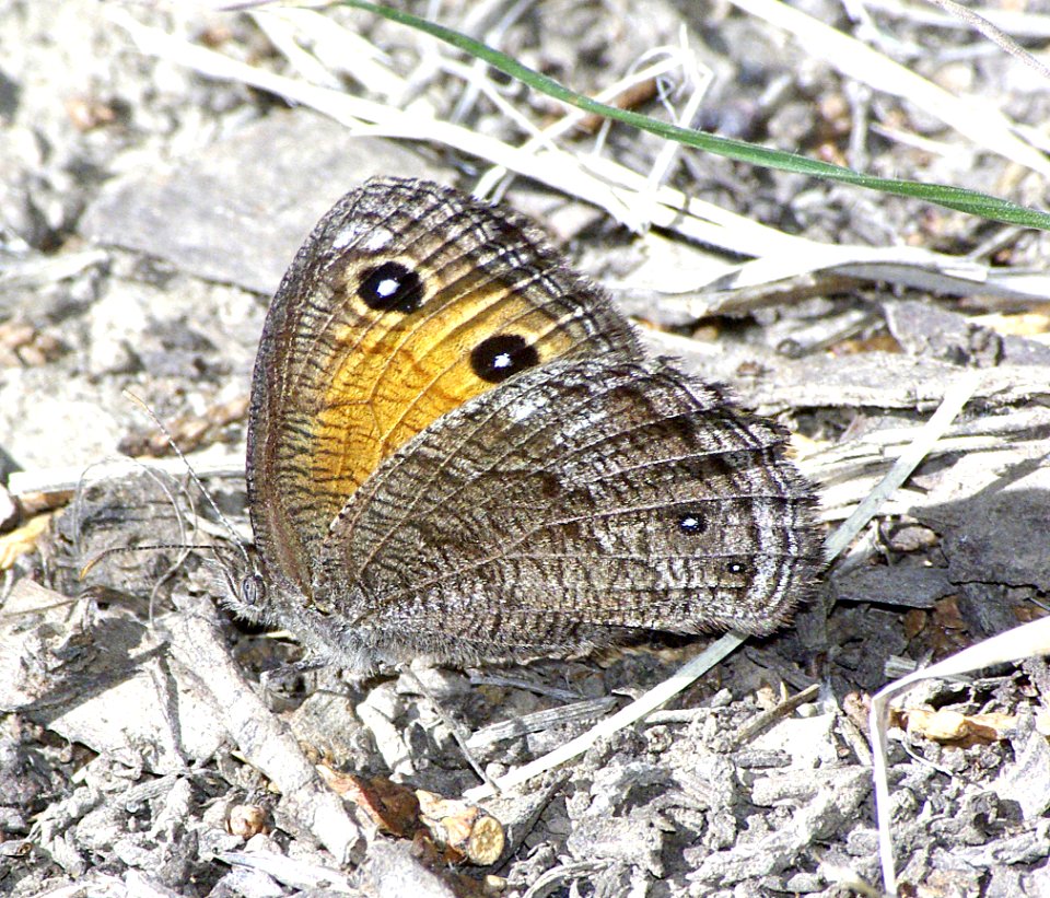 WOOD-NYMPH, MEAD'S (Cercyonis meadii) (9-12-07) mingus pass, az  (2)