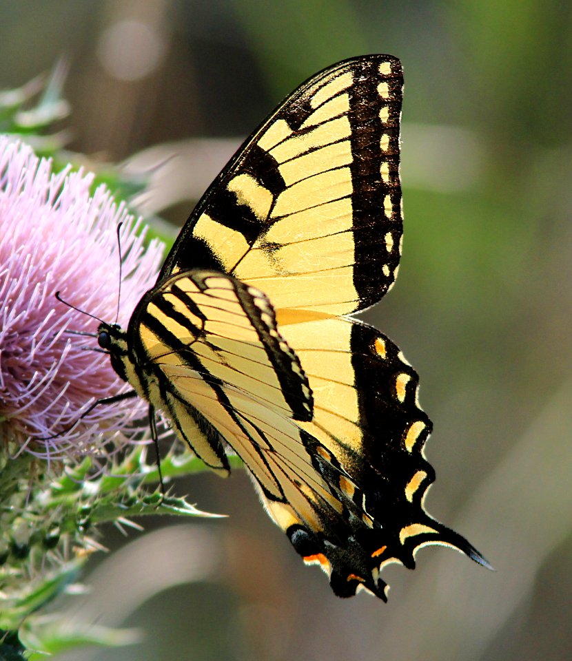 SWALLOWTAIL, EASTERN TIGER (Papilio glaucus) (2-24-13) male, kissimmee lake state park, osceola co, fl   (2)