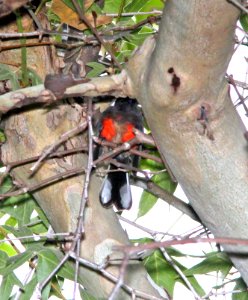 851 - SLATE-THROATED REDSTART (7-27-13) huachuca cyn, huachuca mts, cochise co, ca -04