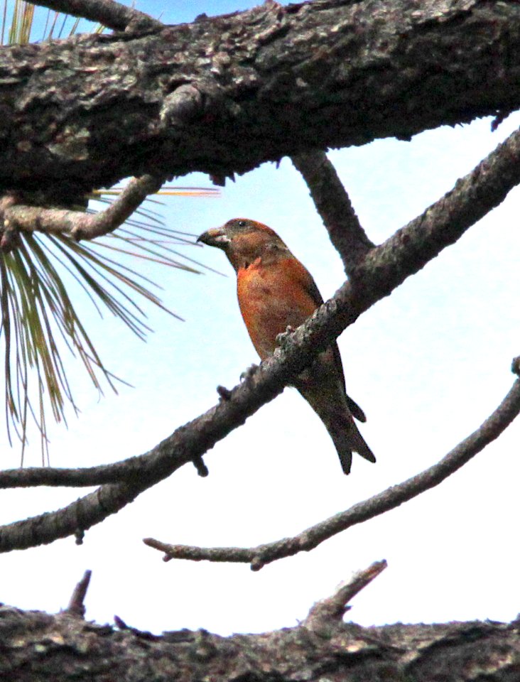 965 -RED CROSSBILL type 06 (9-21-12) barfoot area, chiricahua mts, cochise co, az  (3)