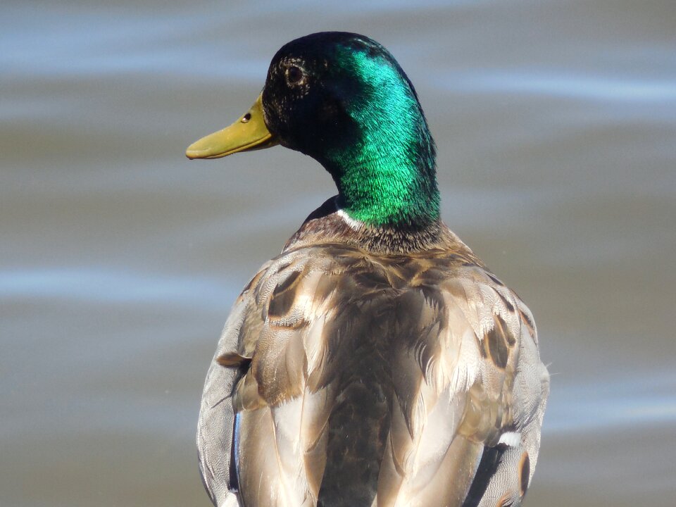 Bird wildlife nature