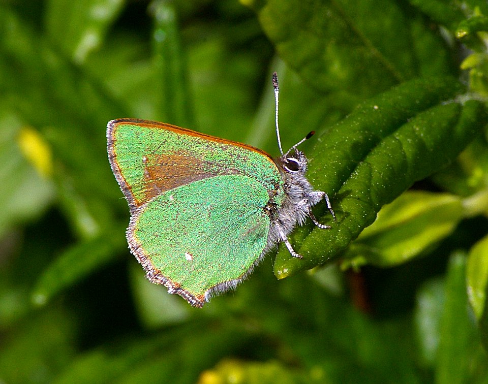 HAIRSTREAK, BRAMBLE GREEN (callophrys perplexa) (3-14-08) slo co, ca
