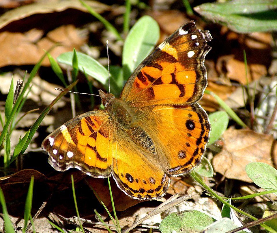 LADY, AMERICAN (Vanessa virginiensis) (3-27-07) slo co, ca (1) photo