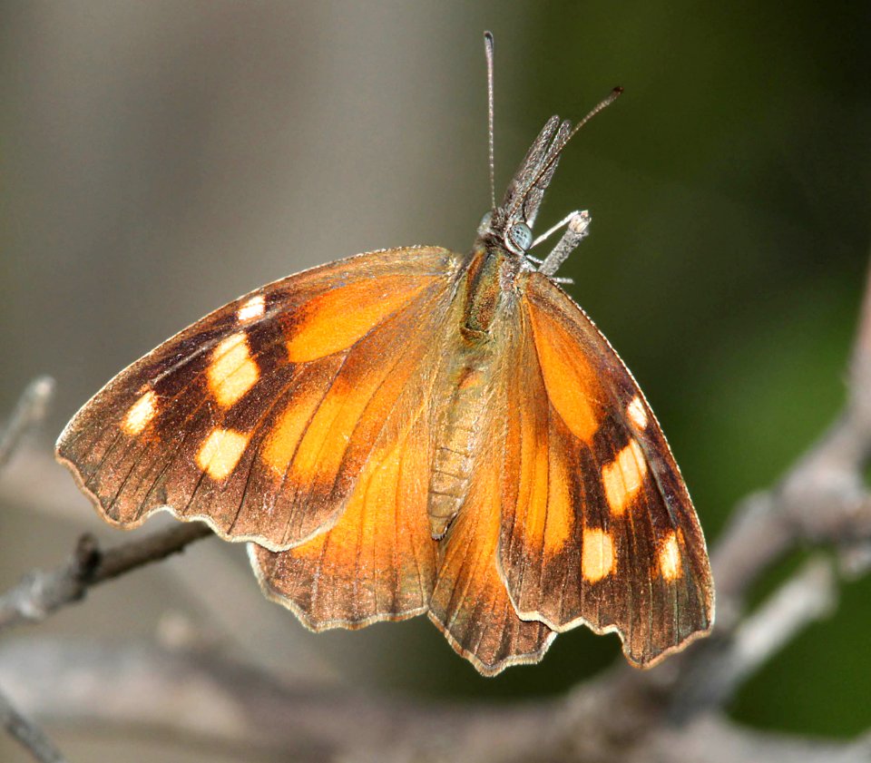 SNOUT, AMERICAN (Libytheana carinenta) (4-17-12) near laredo, tx