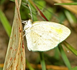 YELLOW, BARRED (Eurema daira) (10-30-12) sycamore cyn off ruby road, scc, az