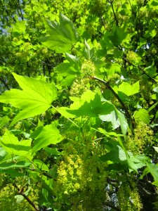 Tree flora plant photo