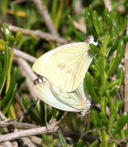 WHITE, GREAT SOUTHERN (Ascia monuste) (2-29-12) s padre island birding center, tx  (1)