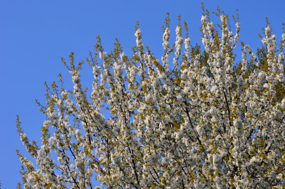 Der Kirschbaum blüht