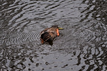 Der schwimmende Denker