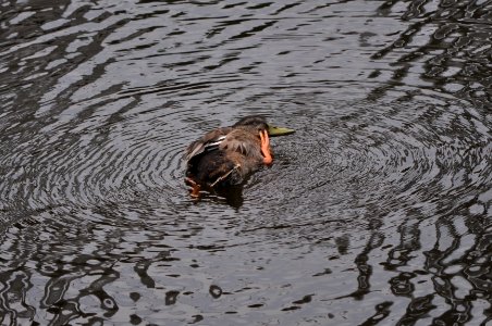 Der schwimmende Denker photo