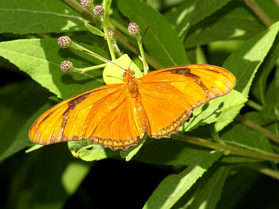 HELICONIAN, JULIA (Dryas julia) fem, texas