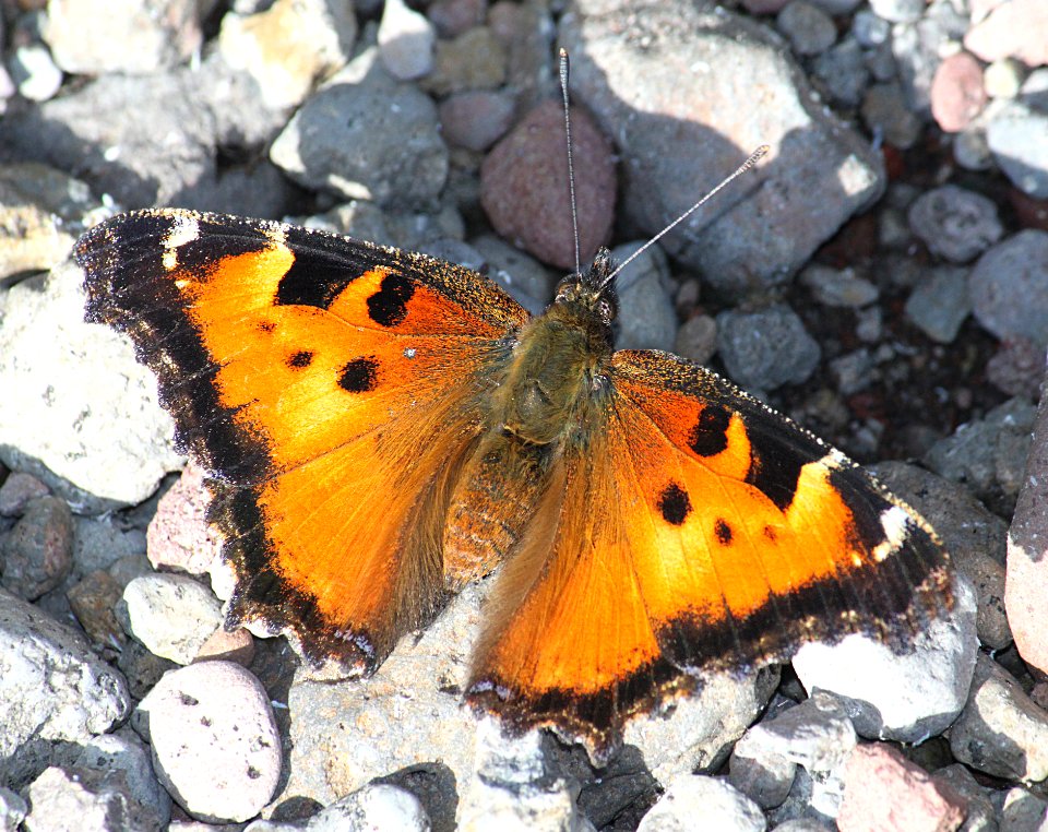 TORTOISESHELL, CALIFORNIA (Nymphalis californica) (9-9-09) slo co, ca (1)