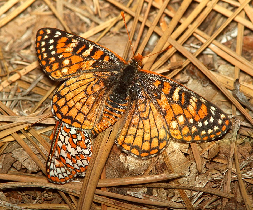 CHECKERSPOT, ANICIA (Euphydryas anicia hermosa) (4-16-11) apche mts, gila co, az - (1)