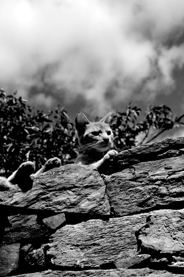Felino en Patones de Arriba photo
