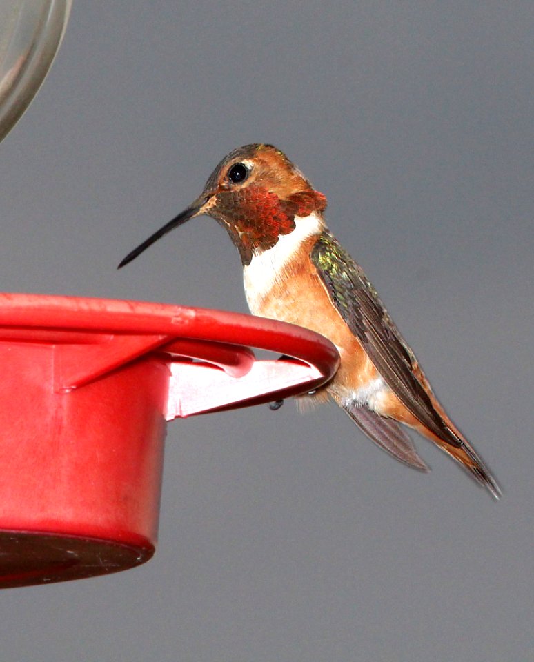 505 - ALLEN'S HUMMINGBIRD (7-15-13) 78 circulo montana, patagonia lake ranch estates, scc, az -01