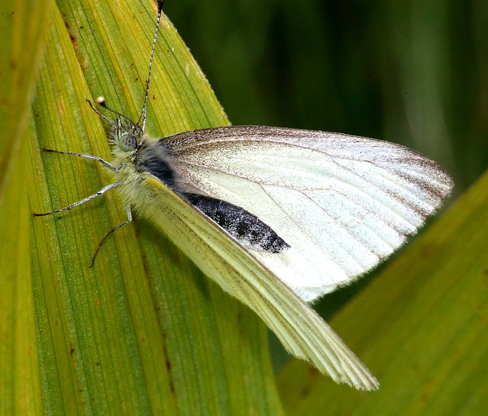 WHITE, MARGINED (Pienis marginalis)(8-4-08) dunton meadow, co