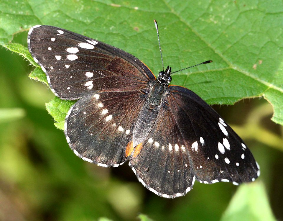 PATCH, BORDERED (Chlosyne lacinia) (9-12-11) patagonia, scc, az