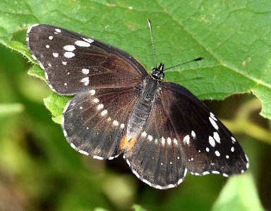PATCH, BORDERED (Chlosyne lacinia) (9-12-11) patagonia, scc, az