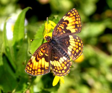 CHECKERSPOT, HOFFMANN'S (Chlosyne hoffmanni) (8-24-11) male, 7500 ft, amador co, ca - 01 (1)