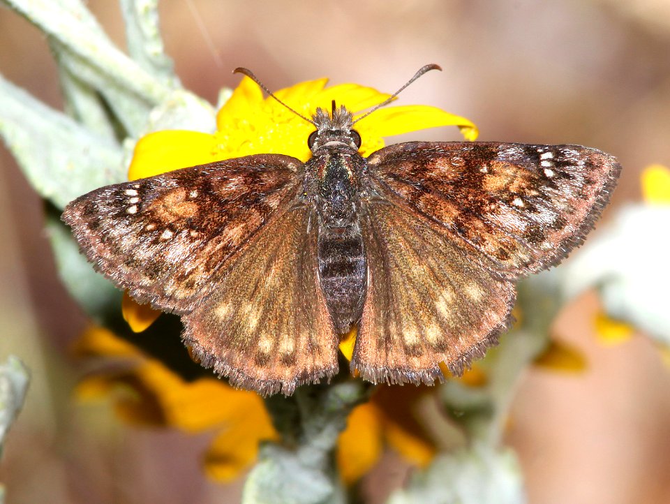 DUSKYWING, PACUVIUS (Erynnis pacuvius) (6-15-2014) fr 19N01, thompson ridge, 4 m n-e of happy camp, siskiyou co, ca  (2)