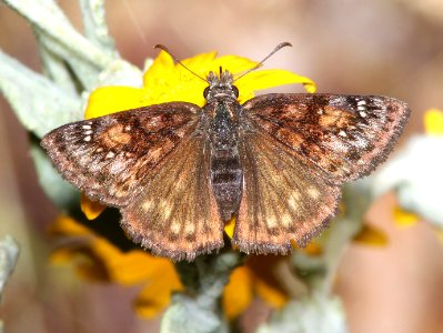 DUSKYWING, PACUVIUS (Erynnis pacuvius) (6-15-2014) fr 19N01, thompson ridge, 4 m n-e of happy camp, siskiyou co, ca  (2)