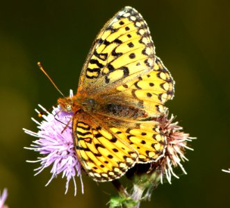 FRITILLARY, EDWARD'S (Speyeria edwardsii) (8-20-12) near bristol peak, n-w of creede, mineral co, co  (3)