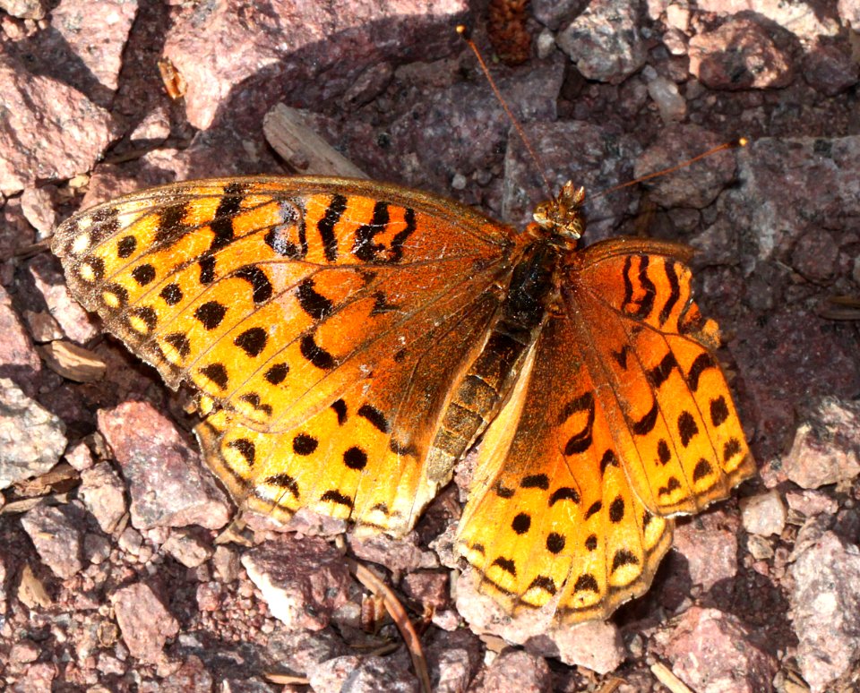 FRITILLARY, APHRODITE (Speyeria aphrodite) (8-11-12) hannigan meadows, white mountains, az  (1)