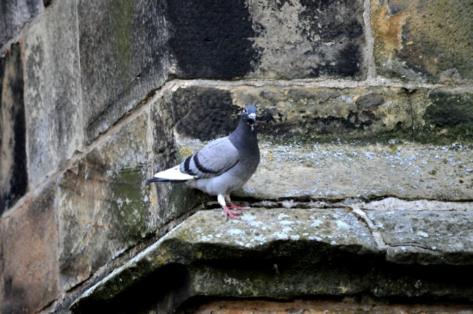 I'm Gargoyle photo