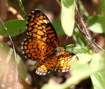 CHECKERSPOT, TINY (Dymasia dymas) (7-27-12) patagonia-san rafael road, scc, az (1)