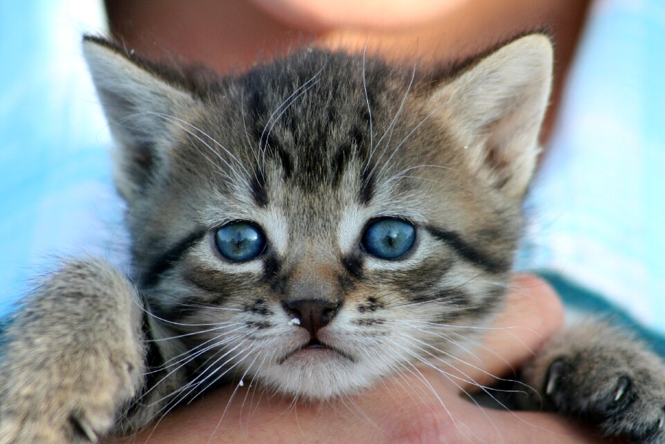 Pets domestic cat tabby photo