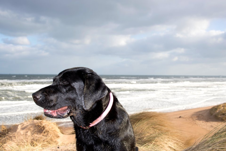 Black Labrador at Beach in front of Cloudy Sky