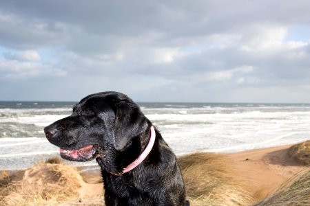 Black Labrador at Beach in front of Cloudy Sky
