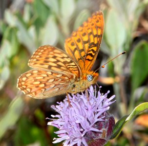 FRITILLARY, GREAT BASIN (Speyeria egleis)  (6-14-2014) 4600-6100 ft, fr 4812, josephine co, oregon   (4)