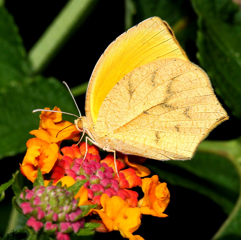 ORANGE, TAILED (Pyrisitia proterpia) (10-1-10) 78 circulo montana, patagonia lake ranch estates, scc, az